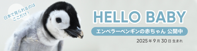 エンペラーペンギンの赤ちゃん