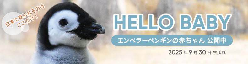 エンペラーペンギンの赤ちゃん