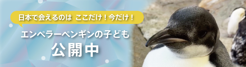 エンペラーペンギンの赤ちゃん