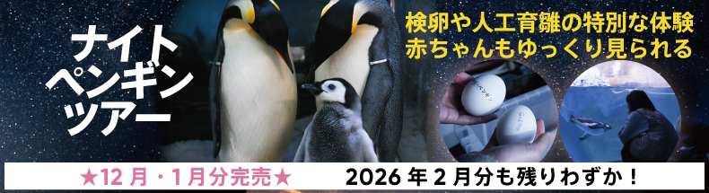 ナイトペンギン2026