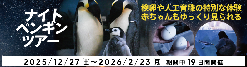 ナイトペンギン2026